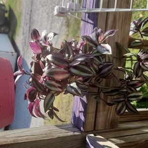Wandering jew